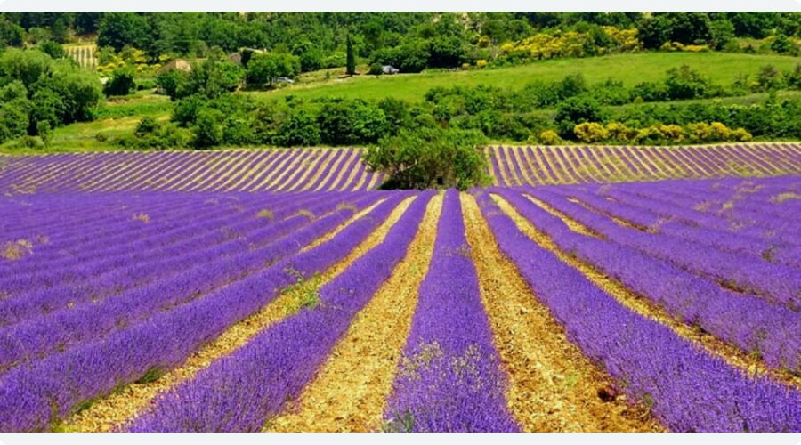 소루 고원(Plateau de Sault)