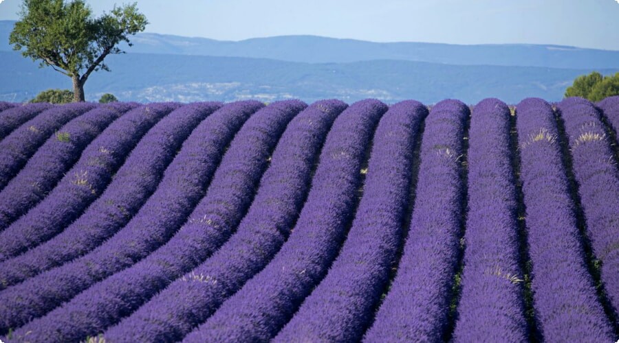 발놀스 고원(Plateau de Valensole)