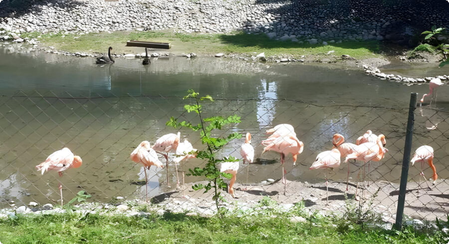 Grădina Zoologică din Almaty