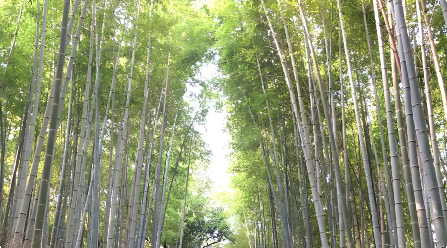 Arashiyama-Bambuswald