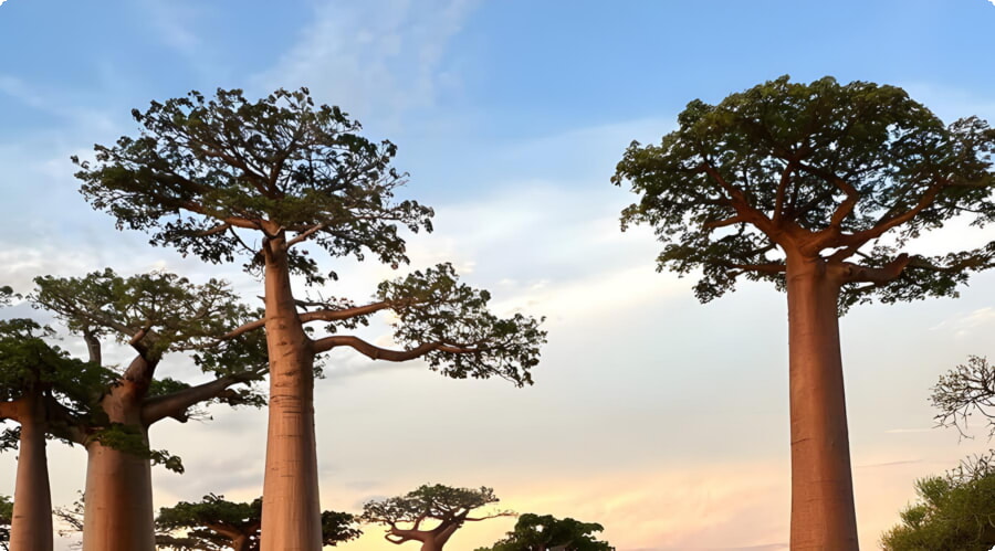 Baobabernas Avenue