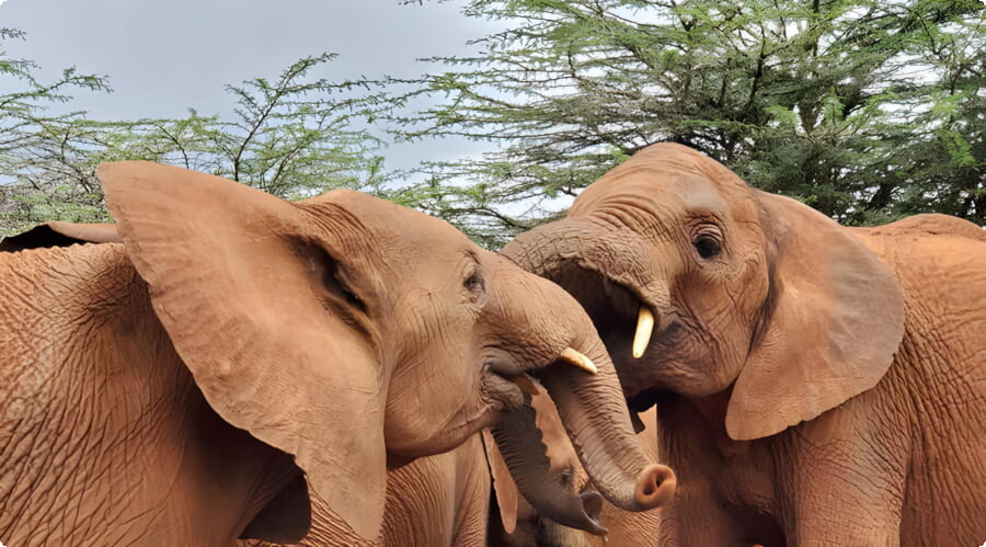 Orfanotrofio degli elefanti