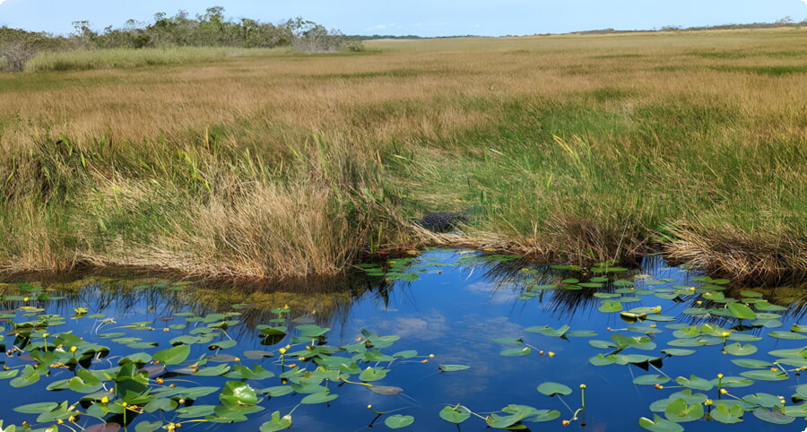 Parcul Național Everglades