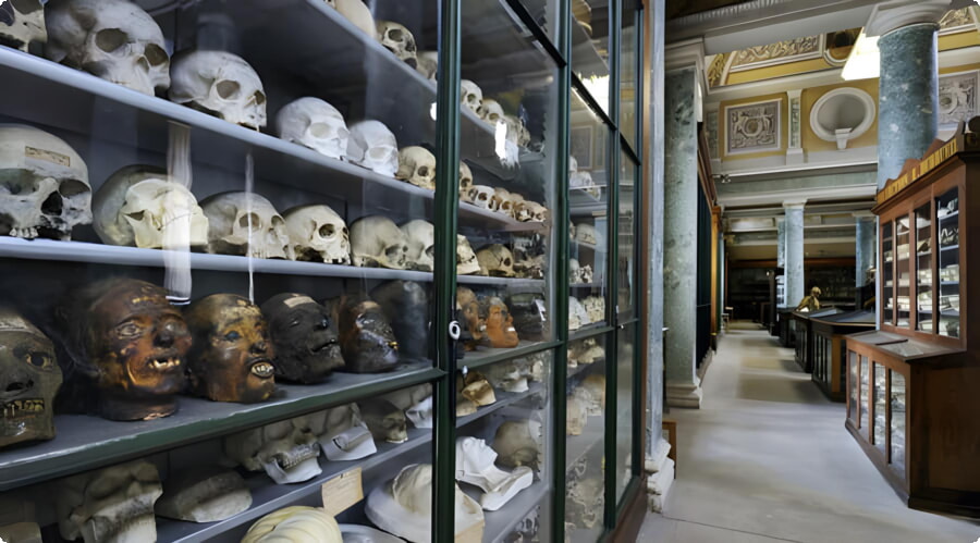 Musée et conservatoire d'anatomie